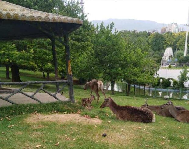 İran'ın kuzeyinde Kiyaser Milli Parkı