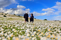 Chamomile plain in Fandoqlu forest