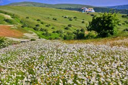 VIDEO: Daisy flowers plain in Lorestan province