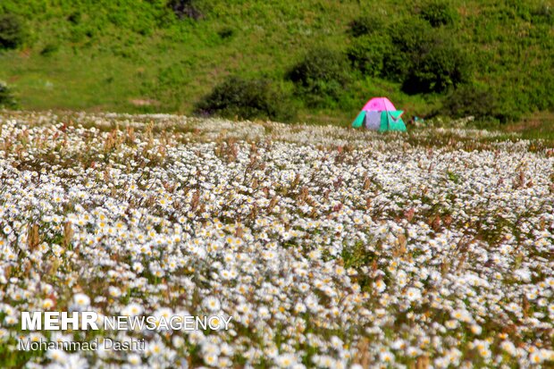 دشت گل های بابونه اردبیل گلستانی در میان ابر و جنگل