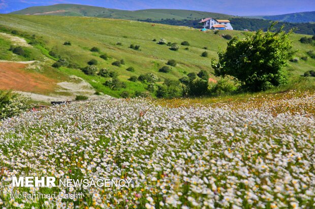 دشت گل های بابونه اردبیل گلستانی در میان ابر و جنگل