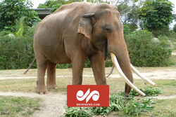 چين میں ایشیاء کے نایاب ہاتھیوں کی مہاجرت