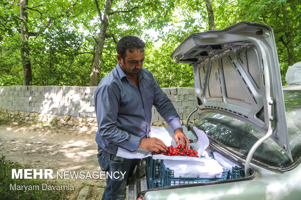 برداشت گیلاس از باغهای روستای بازخانه