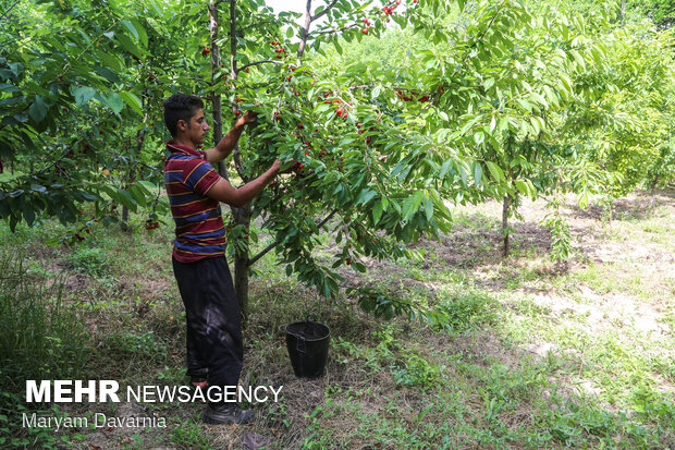 برداشت گیلاس از باغهای روستای بازخانه