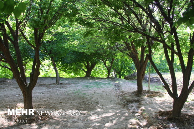 روستای هدف گردشگری«حیدرآباد» ایلام
