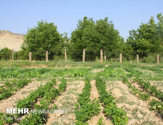 روستای هدف گردشگری«حیدرآباد» ایلام
