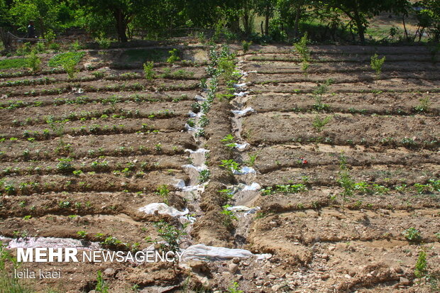 روستای هدف گردشگری«حیدرآباد» ایلام
