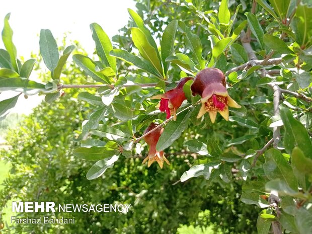 روستای ده حوض الماس دشت سوسن