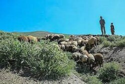 چرای زودهنگام ویرانگر مراتع استان اردبیل