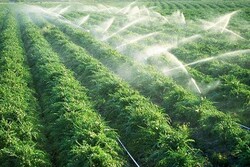اندازه‌گیری آب آبیاری ۳۵ محصول کشاورزی کشور توسط محققان بخش کشاورزی
