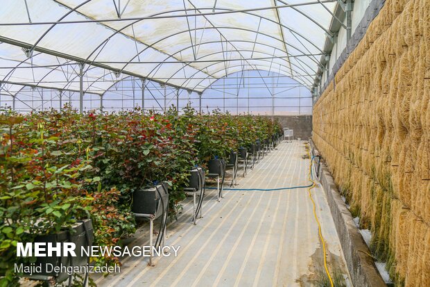 Farming Dutch roses in desert