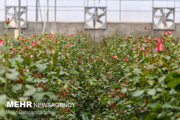 Farming Dutch roses in desert