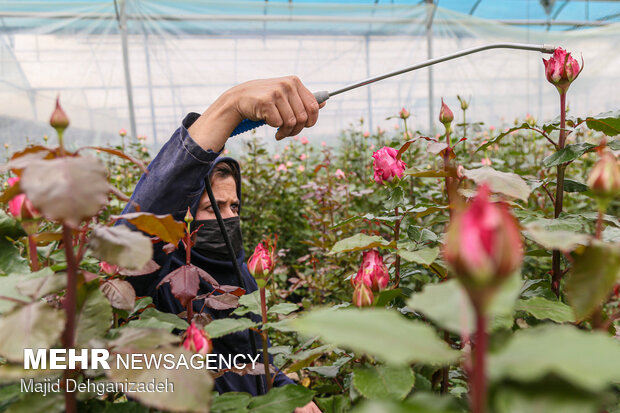 Farming Dutch roses in desert