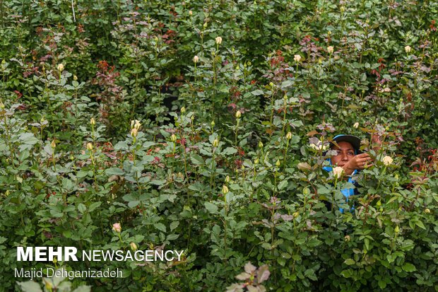 Farming Dutch roses in desert