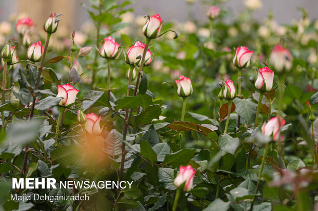 Farming Dutch roses in desert