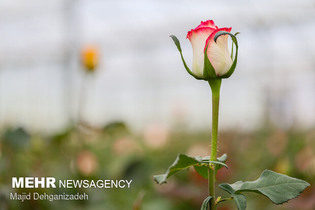 Farming Dutch roses in desert