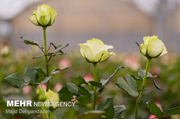 Farming Dutch roses in desert