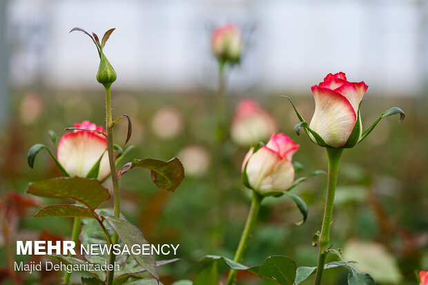 Farming Dutch roses in desert