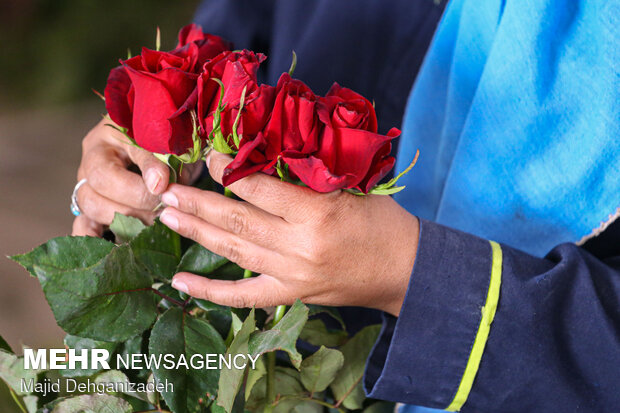 Farming Dutch roses in desert