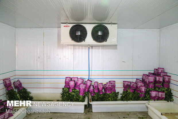 Farming Dutch roses in desert