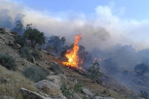 خسارت آتش سوزی به ۱۳ هکتار از عرصه های دینارکوه آبدانان خسارت آتش سوزی به ۱۳ هکتار از عرصه های دینارکوه آبدانان