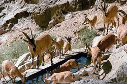 بازگرداندن ۳۰۰ گونه جانوری به طبیعت کردستان