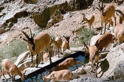 نیاز ۴۴ هزار رأس گونه مهم جانوری اصفهان به آب و علوفه