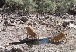 آغاز سرشماری پستانداران شاخص در زیستگاه های ایلام