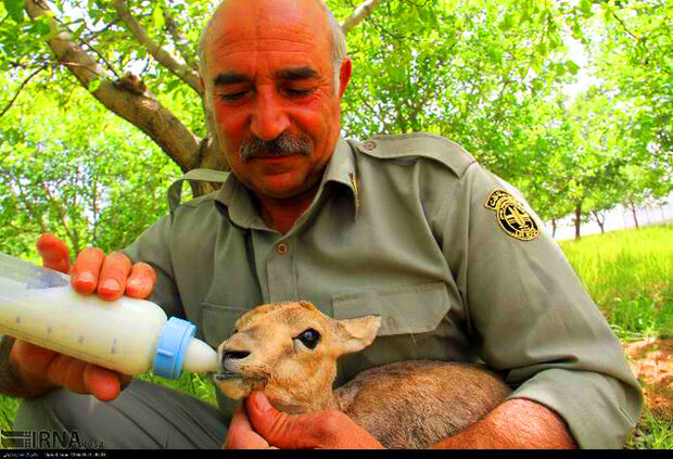 جذب ۵۰۰ محیط بان طی ۲ سال گذشته