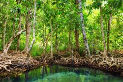 تصفیه آب با الهام از درختان جنگل‌های حرا