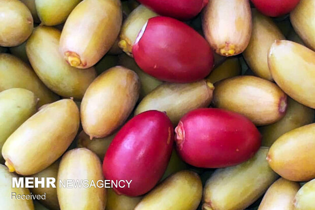 Date harvesting in Sistan and Baluchestan