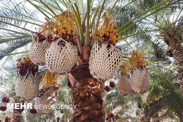 Date harvesting in Sistan and Baluchestan