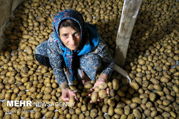 Potato harvest in Mazandaran