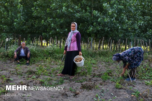 Potato harvest in Mazandaran