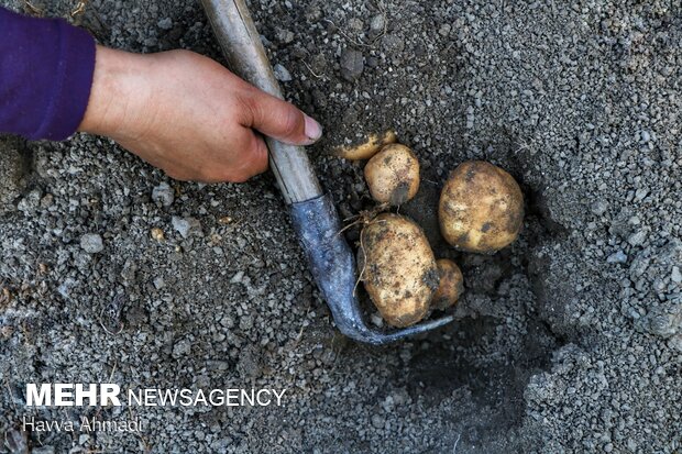 Potato harvest in Mazandaran