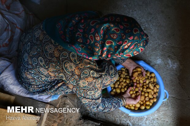 Potato harvest in Mazandaran