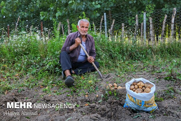 Potato harvest in Mazandaran