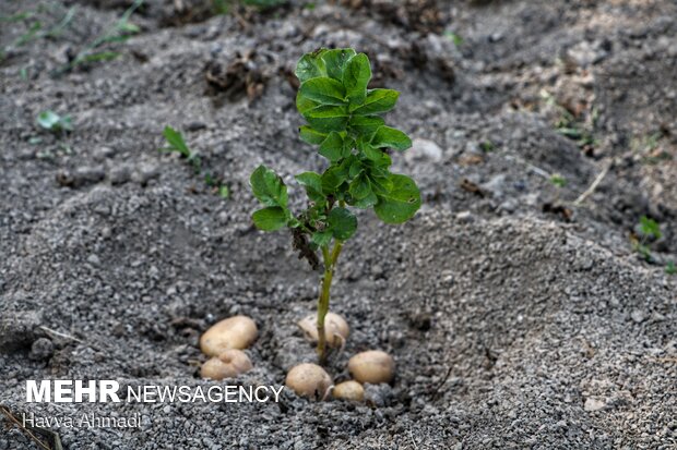 Potato harvest in Mazandaran