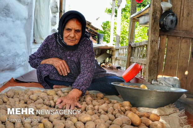 İran'daki patates hasadından fotoğraflar