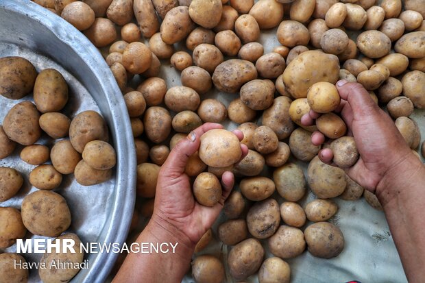 سیب‌زمینی یا به فارسی افغانستان کَچالو گیاهی است از تیرهٔ سیب‌زمینیان که دارای برگ‌های مرکب و بریده و گل‌های سفید یا بنفش است. میوهٔ آن کوچک، کروی، قرمز، سته و سمی است؛ ولی تجهٔ (ریشهٔ سطحی) خوراکی دارد که حاوی اندوختهٔ نشاستهٔ زیادی است.