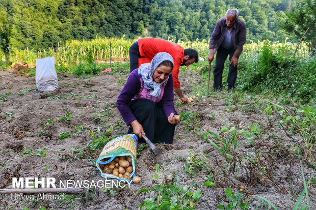 Potato harvest in Mazandaran