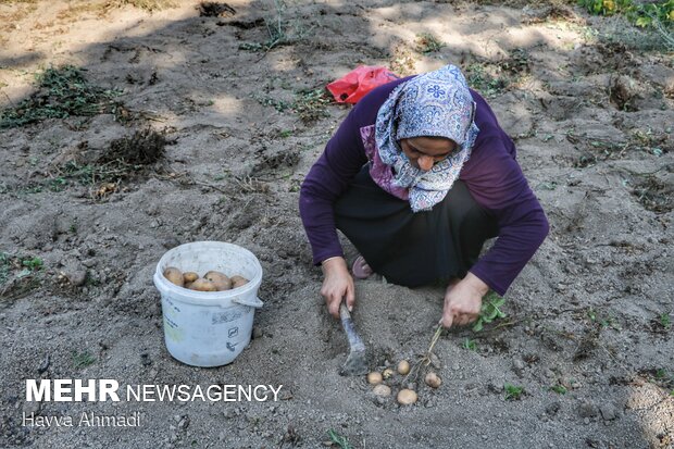 Potato harvest in Mazandaran