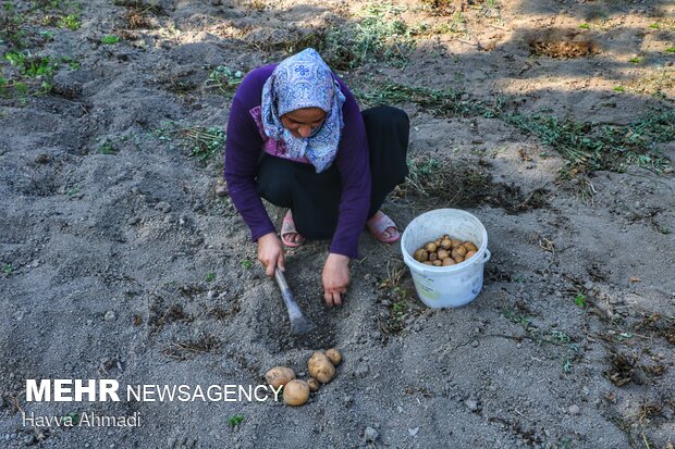 Potato harvest in Mazandaran