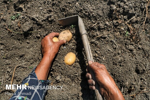 Potato harvest in Mazandaran