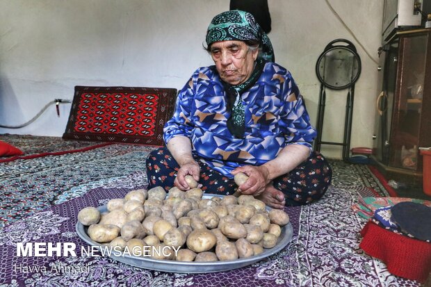 Potato harvest in Mazandaran