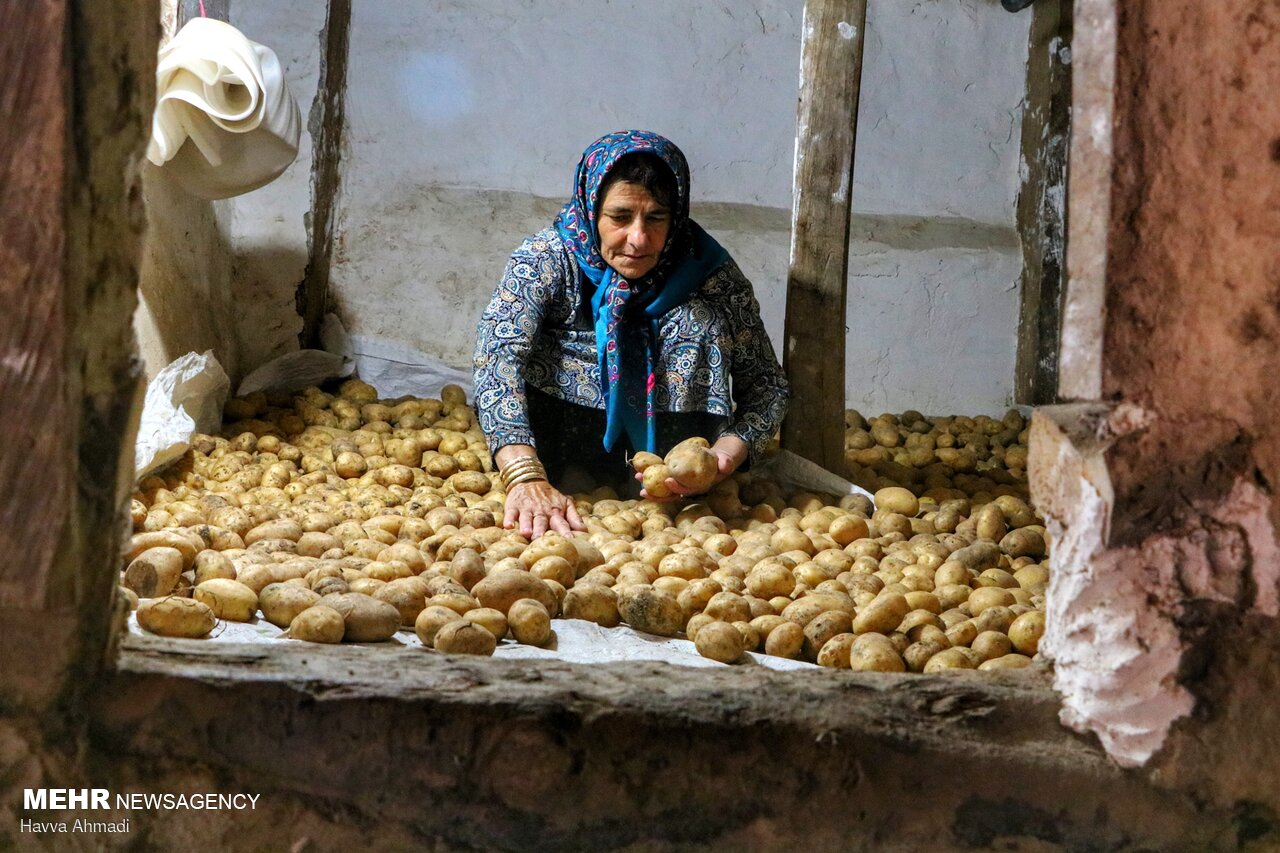 بحران سیب زمینی در گلستان/ دولت نخرید و قیمت ها صعودی شد