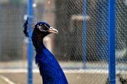 طاووس قاچاق در بویین میاندشت کشف شد