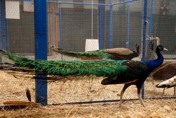 مشاهده طاووس در اولنگ شاهرود