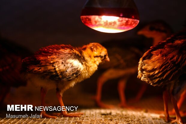 Breeding peacocks and pheasants in N Iran
