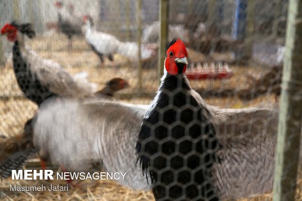 Breeding peacocks and pheasants in N Iran
